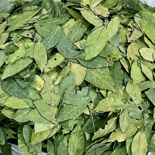 Bulk new special green leaf seasoning products bay leaf cinnamon leaf hot pot base braising sauce