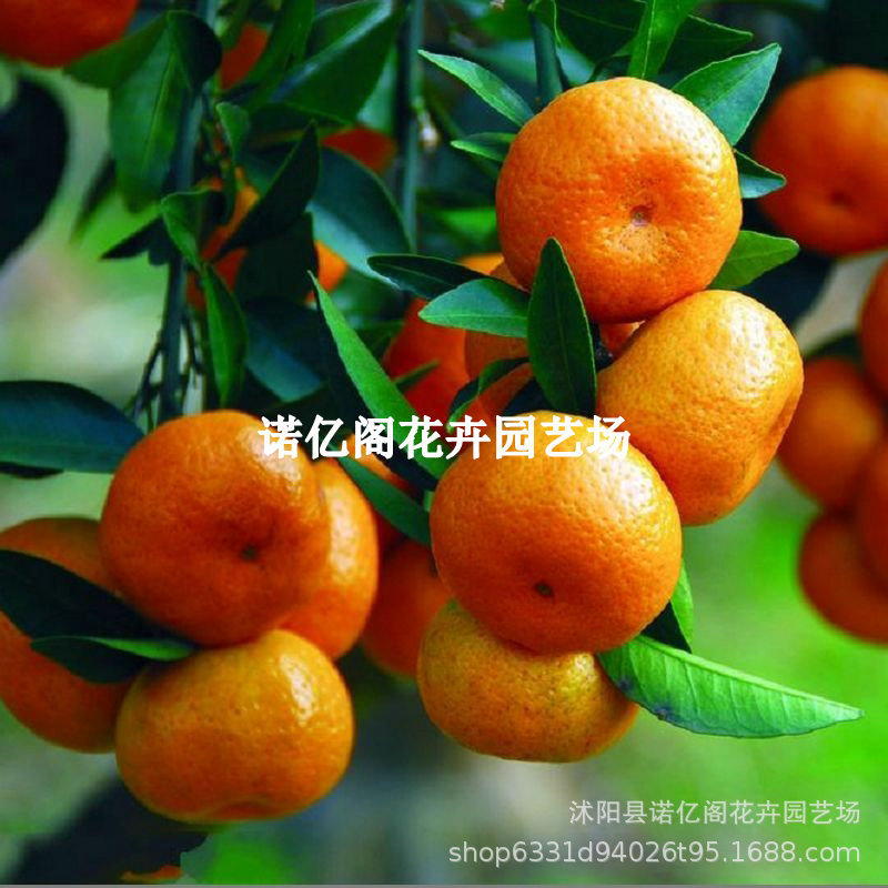 金葵沙糖桔金秋沙糖桔苗早熟蜜桔苗天香橘树苗嫁接果树苗糖桔子苗