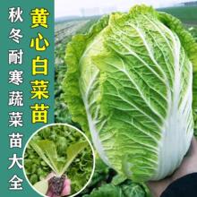 ��ײ��������n�S�����������m�����޲˻��˾G���{�ﶬ�ͺ������l