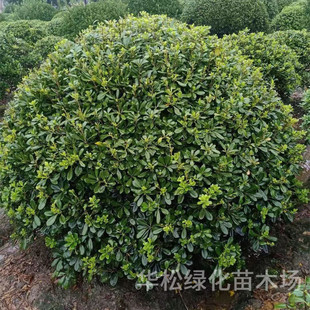 ��ͩ�����lͥԺ�e���G��������ľ�ļ�������ζ�����׻���B��ͩ��