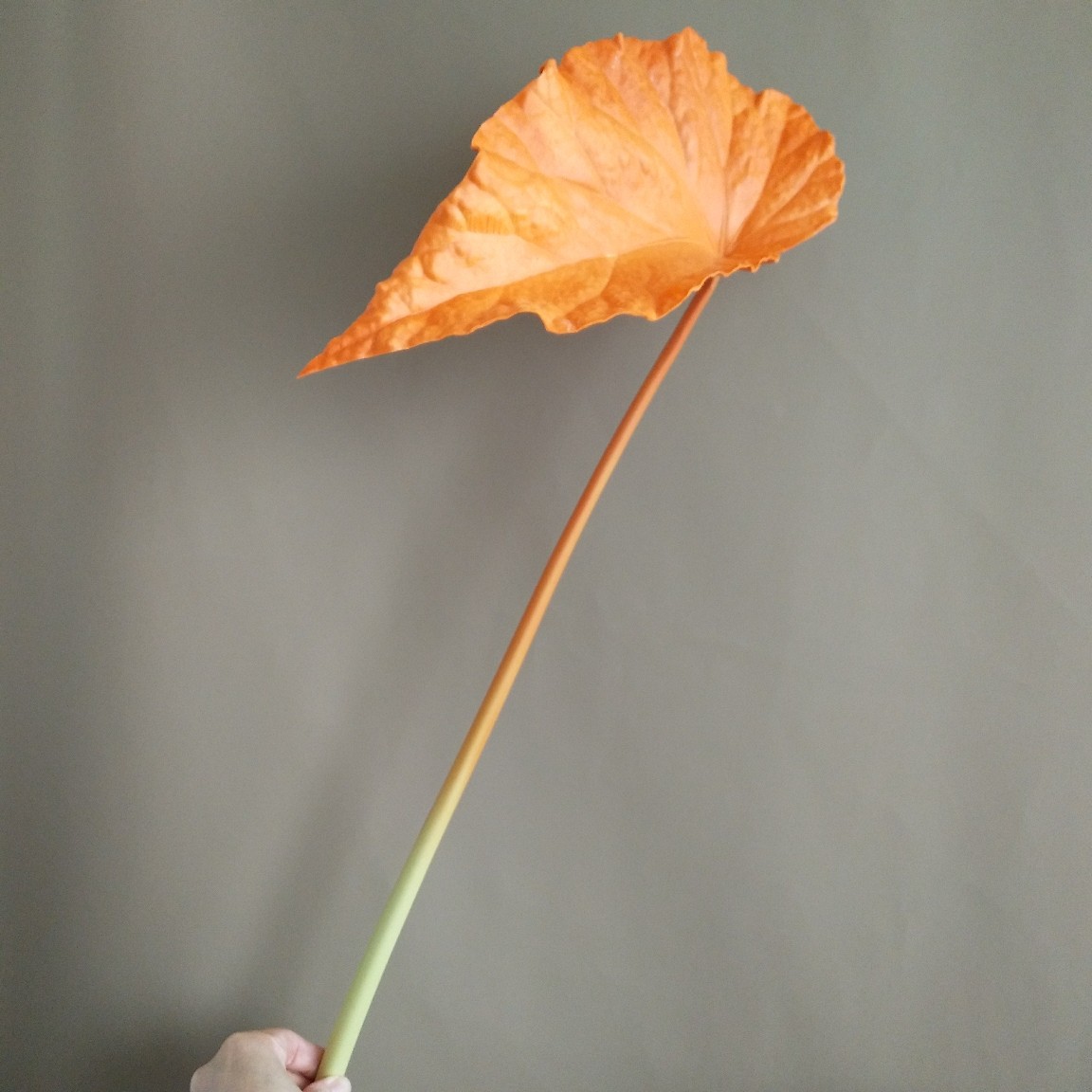 큰 잎 오렌지