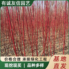 红瑞木树苗红杆麻球红柳枝条绿化苗木红柳枝户外庭院植物绿化苗