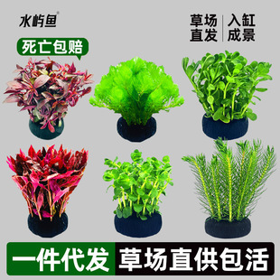 �~��ˮ��ֲ������������Ե�ˮ���֑���ˮ���쾰ˮ�����ˮ��