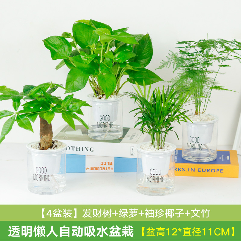 가성비 좋은 포토스 화분 4개 + 머니트리 + 포켓 코코넛 + 아스파라거스 대나무(흡수성 화분)