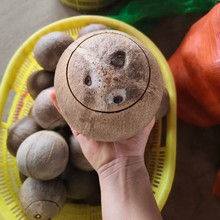 椰皇椰子碗海南椰皇开盖切口老椰子炖盅甜品店200个起批不包邮