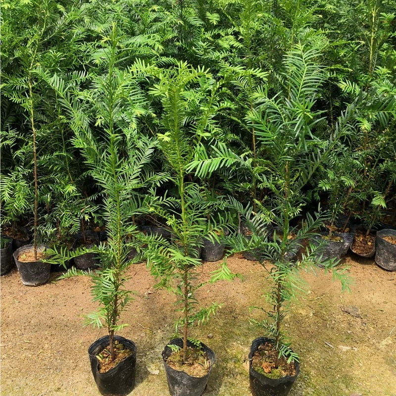 База Оптовая Такси Саженцы Экономическое облесение Рассада Тис Вилла Сад Внутреннее озеленение Деревья