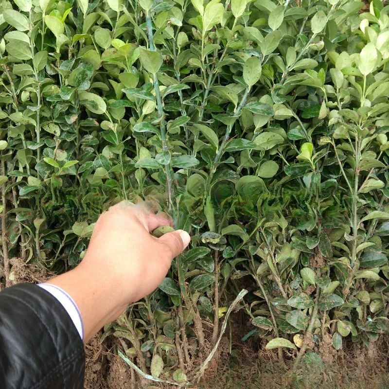 Оптовая Холли Проект Рассада Большой Лист Buxue Сообщество Дорога Вилла Двор Хедж Растения Цена Скидка