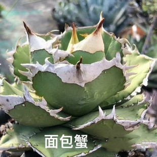 Antarctic Star Yanlong Green Plant Potted Landscape Succulent Plant Greenhouse Wholesale Agave Cactus Euphorbia