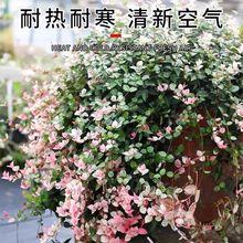 花叶络石彩叶地被绿植庭院花镜花坛彩色水培花卉耐阴庭院耐寒绿化