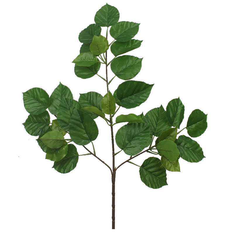 三叉珙桐叶 (6).jpg