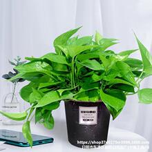 房间盆栽植物 卧室小女生绿航绿萝整箱室内适合客厅放的办公室