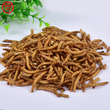 饲料级黄粉虫干虫代发面包虫干品宠物主粮小零食饲料黄粉虫高蛋白