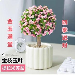 Golden Branches and Jade Leaves, Multi-Year Old Stump Potted Plants with Pots and Soil, Indoor Balcony, Office Desktop, Green Plants and Flowers, Radiation Protection