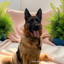 批发德国牧羊犬护卫犬工作犬活体宠物狗小狗德牧狼狗搜救犬护卫犬