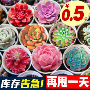 JYC����ֲ��M����������ϡ��Ʒ�N�Gֲ�����҃Ⱥ���