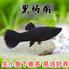 �ڬ����~�Ꭷ�~С���~̥���~�����~�^�p�~��ˮ���B�׻������~