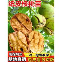 新疆纸皮核桃树苗果苗大果南北方庭院地栽盆栽嫁接薄皮特大核桃苗