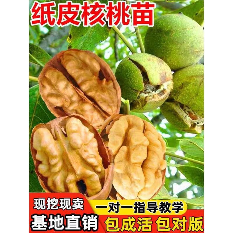 新疆纸皮核桃树苗果苗大果南北方庭院地栽盆栽嫁接薄皮特大核桃苗
