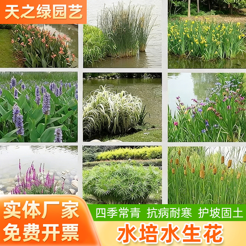 水培花卉苗 池塘湿地植物