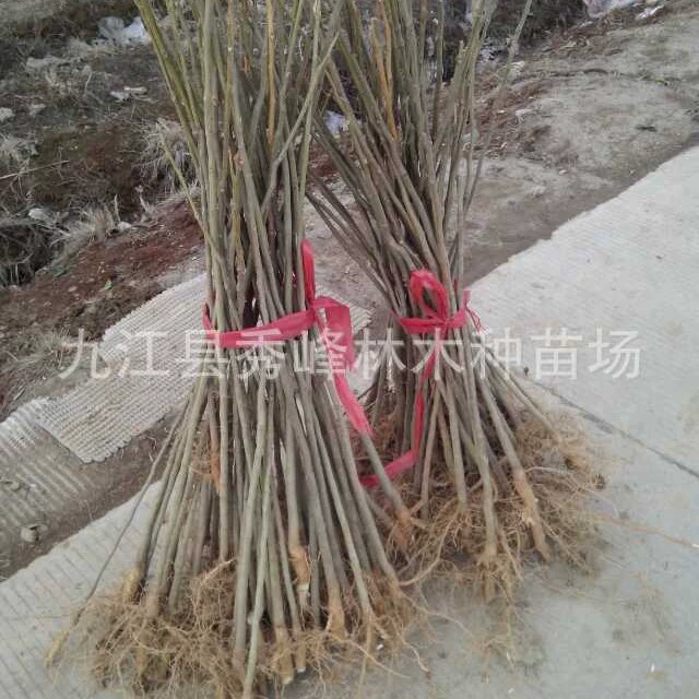 Поставка HuangshanLuanshu диаметр груди 6cm Φ 5cm Φ 6cm HuangshanLuanshu 11см