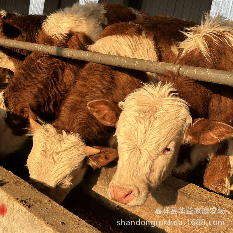 西门塔尔牛小牛犊子的价格 改良牛犊 山东西门塔尔牛肉牛苗养殖场