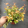 The base is directly batch of golden stone potted plants to nourish the transportation of indoor and outdoor plant walls, green plants purifying air