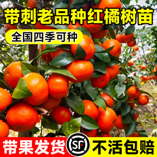 Authentic Red Orange Saplings, Potted Plants, Sichuan Red Orange Saplings, Old Varieties, Citrus Sugar Orange Saplings Planted in the North and South