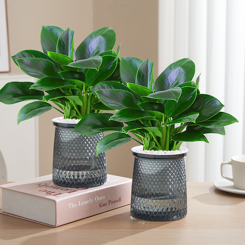 25cm 골드 다이아몬드 3개 + 별 세면대 + 영양액 [2개 세면대 특별 제공]