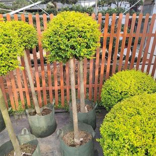 ����������Ůؑ�e�������ļ�����ߗUС�~ŮؑͥԺ�L����픾G��