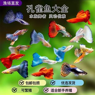 ��ȸ�~�Pβ�~�^�pС�~�~�ͻ���B���~�Ꭷ�~��ˮ�~�^�p�~���~ֱ�N