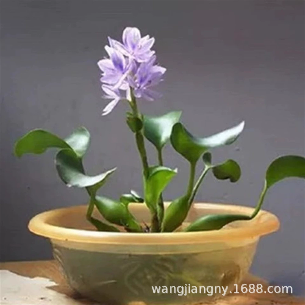 Водный гиацинт, водный гиацинт, водные растения, ландшафтный дизайн аквариума с рыбами и черепахами, очистка качества воды, семена водной травы для пруда, водный гибискус