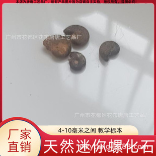 Natural Mini Ammonite 4-10 mm Ammonite Complete Iron Paleontological Fossil Teaching Specimen Collection Ornaments