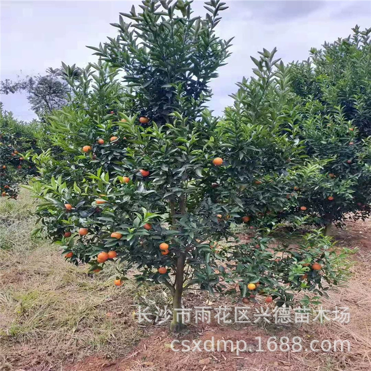Оптовая продажа апельсиновых деревьев: сорт Хунаньский сахарный апельсин, медовый апельсин, красный апельсин, сорт для ландшафта во дворе виллы, полный набор фруктовых деревьев.