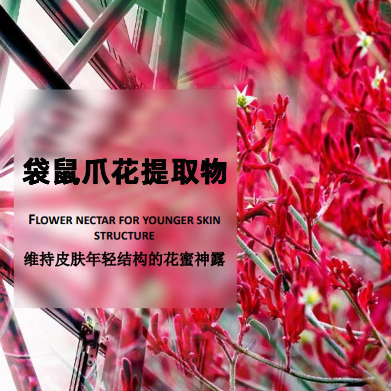 袋鼠爪花提取物3