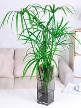 水竹水菖蒲水培旱伞草鱼池塘造景净化水质小盆栽鱼缸龟缸绿植水养