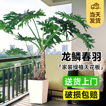 ���[�����Ϙ���ش��;Gֲ���B���ļ��҃�����ֲ���k���ҿ͏d��ȩ