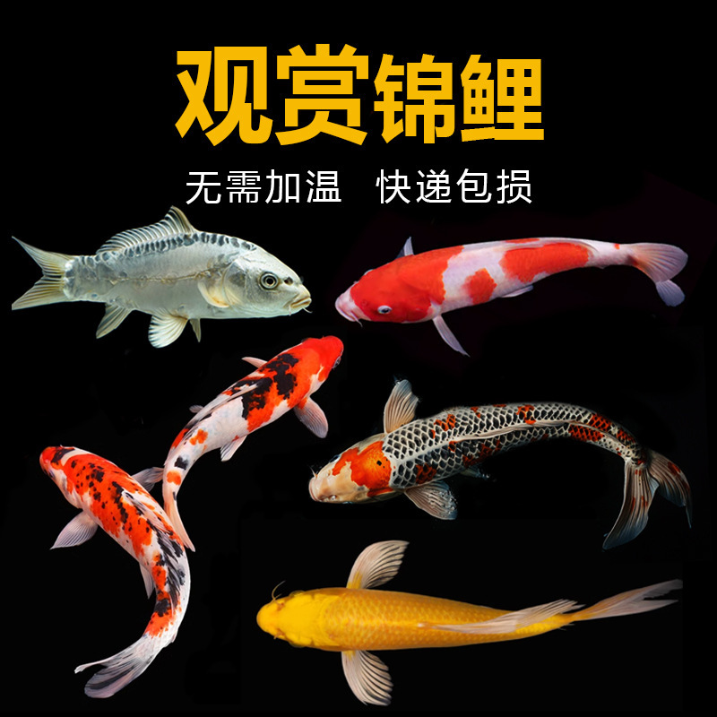 Wholesale Koi Fish Fry, Cold and Heat Resistant Purebred Red, White, and Three-Color Taisho Gold, Goldfish, and Shogusa Ornamental Fish, Cold Water Fish