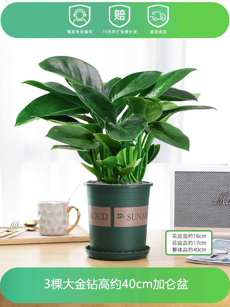 높이 약 40CM의 대형 골드 다이아몬드 3개 + 갤런 대야 + 영양 용액