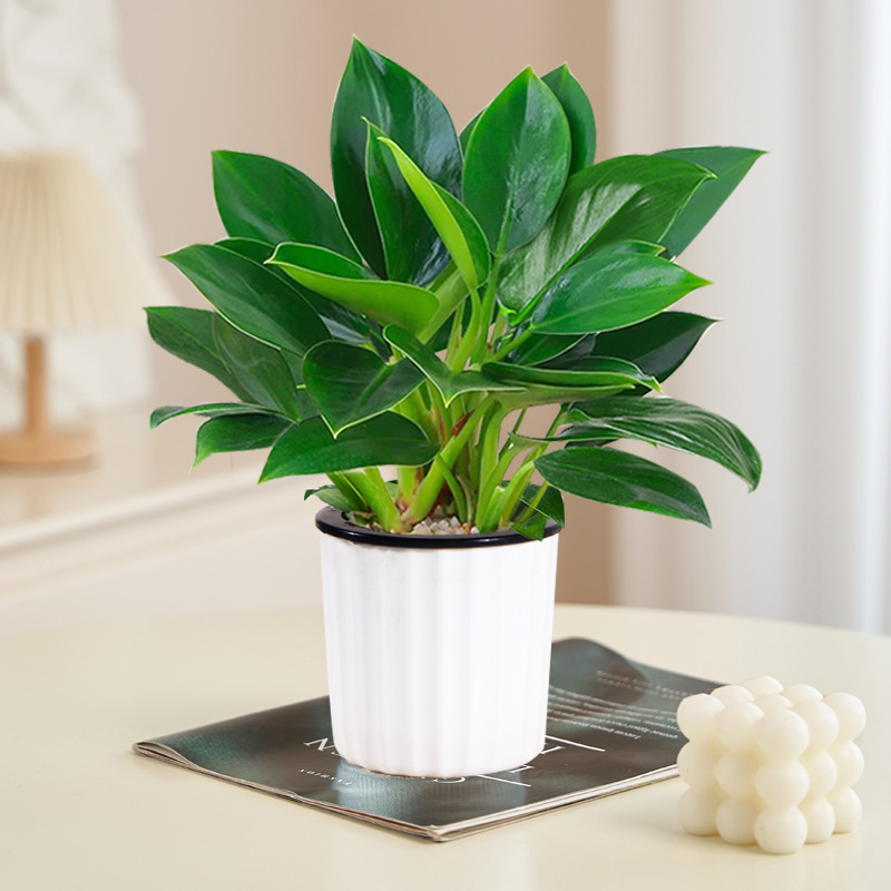 [핫셀링 모델] 골든다이아몬드 20cm 3그루(세로무늬 수분흡수대) + 영양액