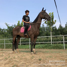 马匹纯血马半血马蒙古马阿拉伯马女士骑乘马哪里有卖的