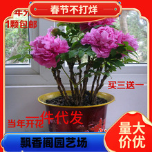 һ�����lĵ������ �ʝɍu�\������ꖼt�҃����Ի���ֲ��7����ͥԺ