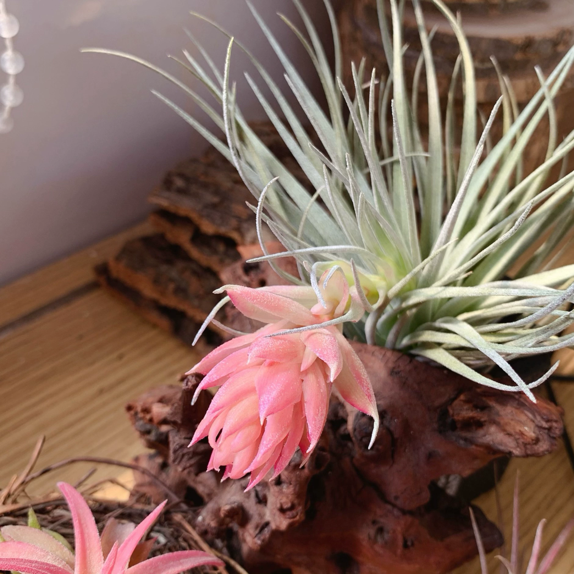 Зефир, красивые сорта цветов легко доставляются производителями напрямую