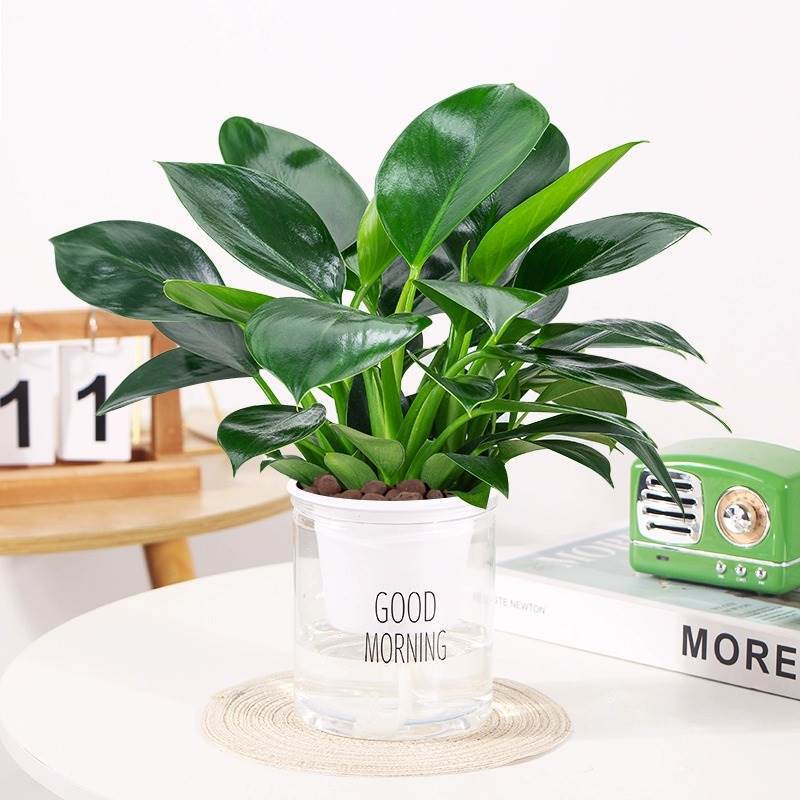 25-30cm 금다이아몬드 3개 가게 주인이 추천하는 + 좋은 아침 대야 + 영양액