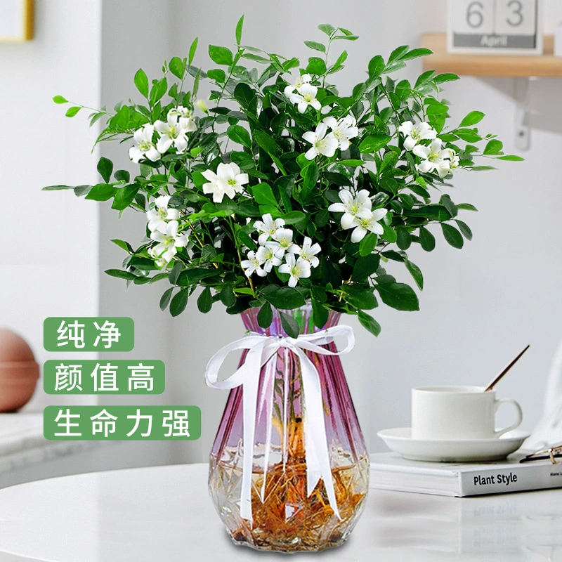 Комнатные растения Муррая, Комнатные цветы, хорошее выращивание, бонсай, саженцы Qilixiang, Four Seasons, сильный аромат, средство от комаров, цветение