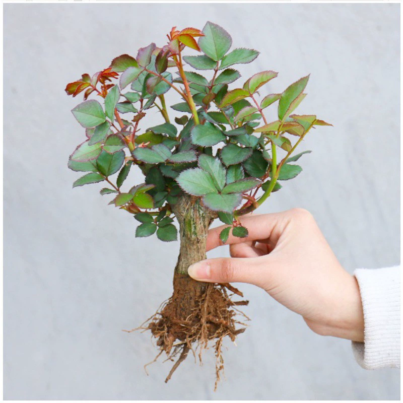 Оптовая продажа рассады розы