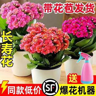 �L�ۻ������ذ�����󻨎����������ļ��҃��_�����B�Ļ���ֲ��