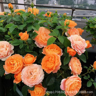 European Rose Flower Seedlings Potted Juice Balcony Cut Flower Rose Seedlings Courtyard Indoor Four-Season Flowering Miniature Shrubs