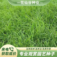 高羊茅草种四季青种子草坪草种草籽高羊茅耐寒耐旱公园护坡覆绿草