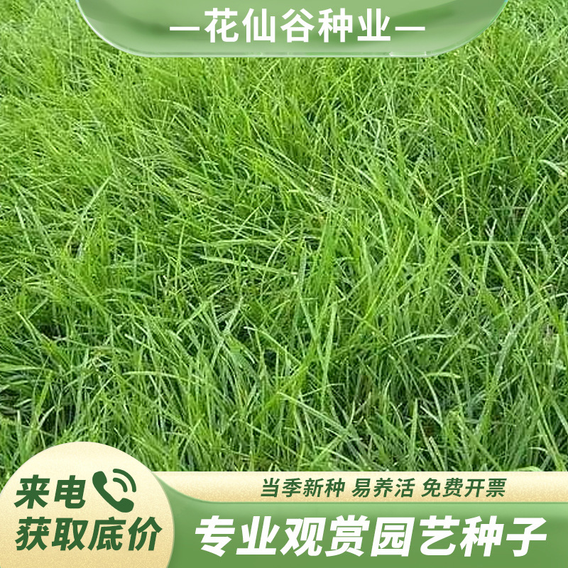 高羊茅草种四季青种子草坪草种草籽高羊茅耐寒耐旱公园护坡覆绿草
