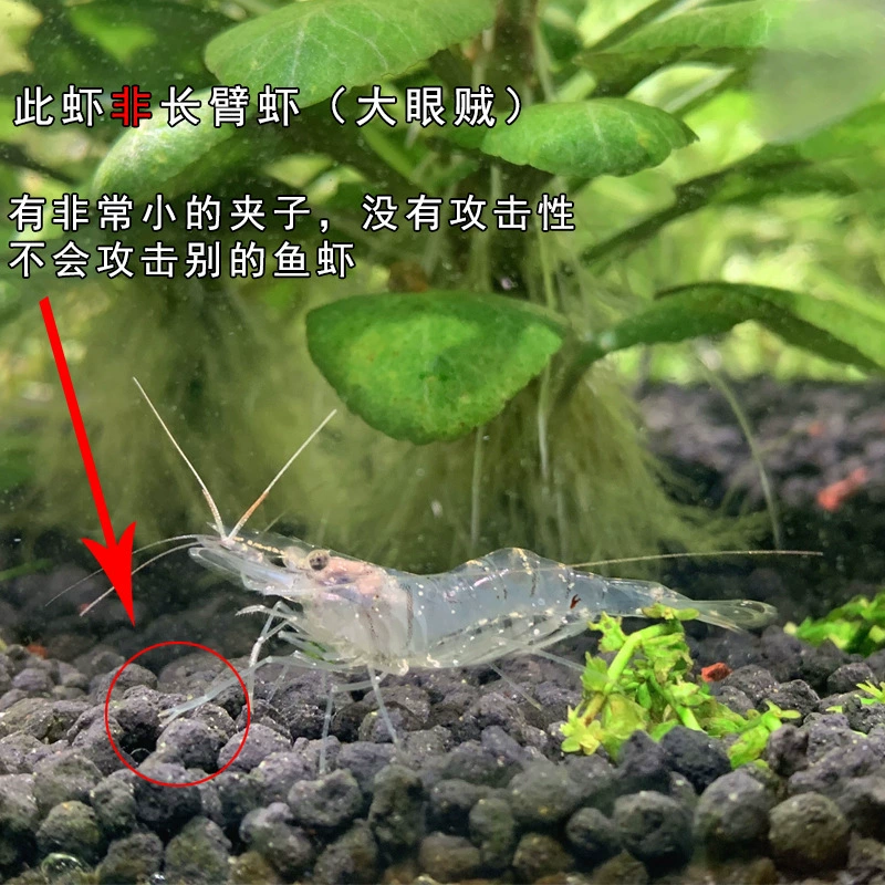 Aquatic Algae-Eating White Shrimp for Freshwater Tanks, Sizes 2–5 cm, Multiple Pack Options